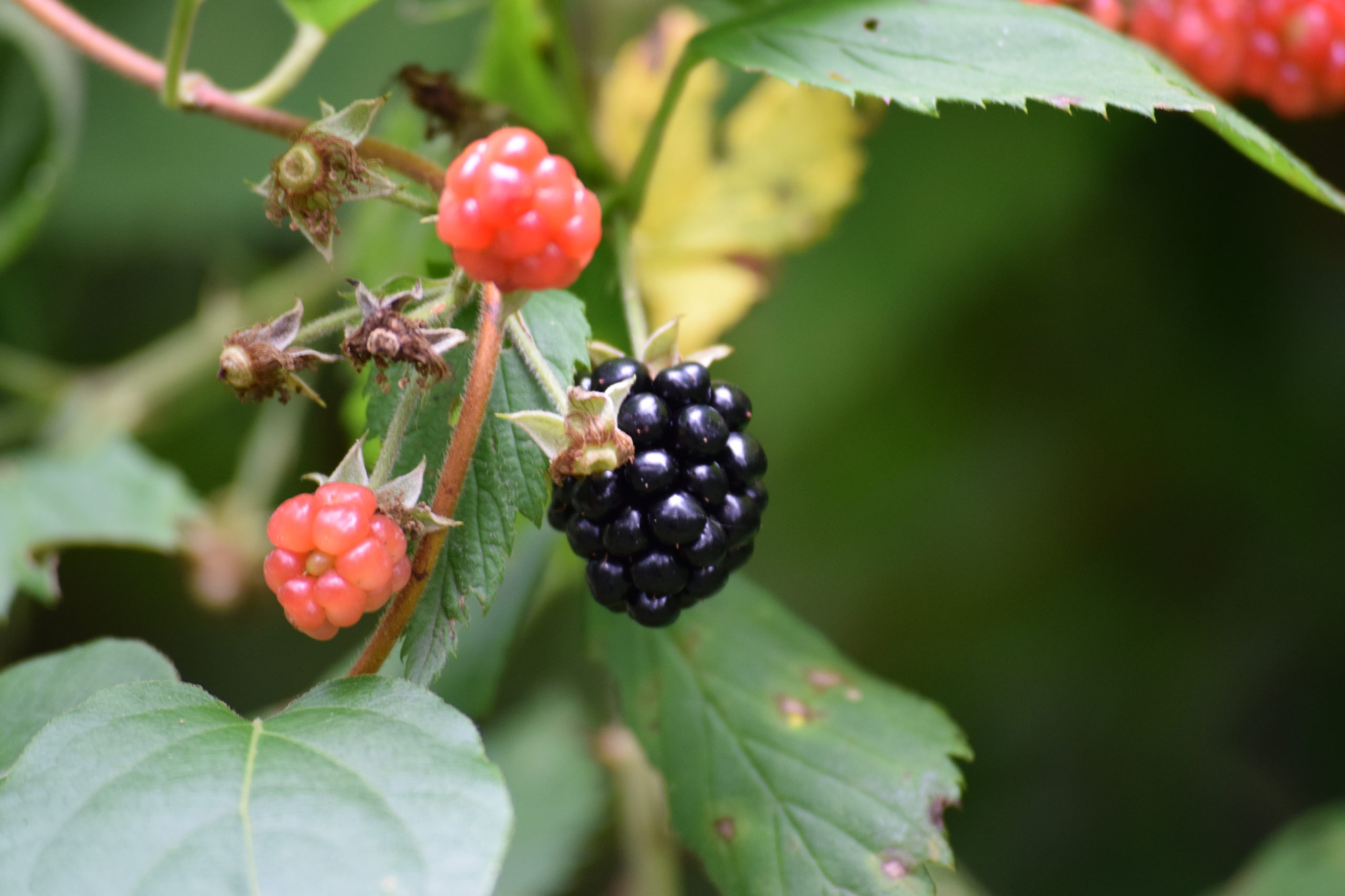 Blackberries