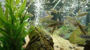 fish-tank-632759_640