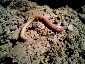 worm-1288092_640